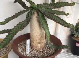 飞龙用什么土