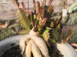 飞龙怎么换盆