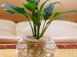 水养白鹤芋变黑怎么办