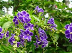 蕾丝金露花怎么养