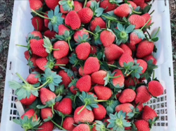 草莓像什么，草莓图片
