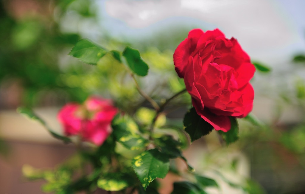 蔷薇的花语：美好的爱情，爱的思念；美德