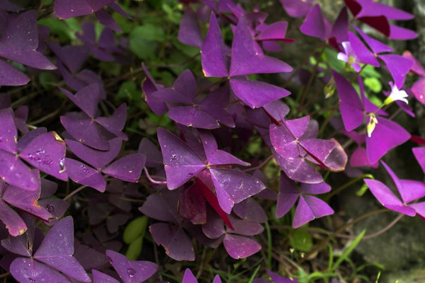 紫色酢浆草的养殖方法