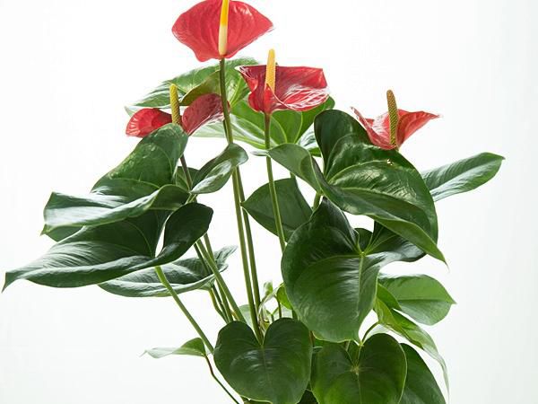 怎样防止红掌幼叶与花的木栓化