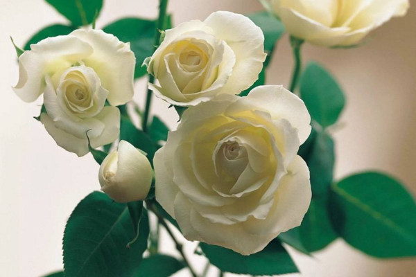 白玫瑰花语
