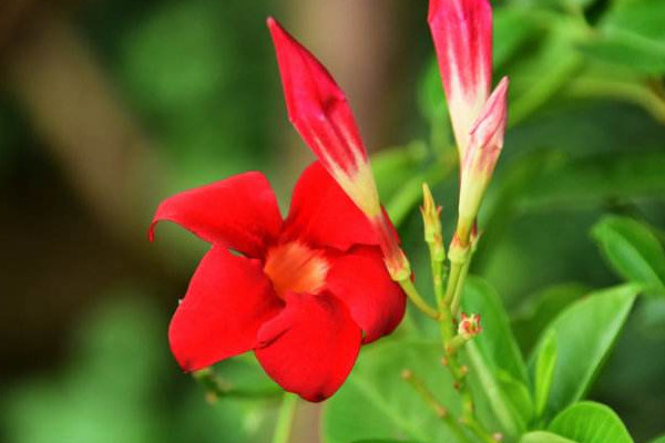 红蝉花的养殖方法