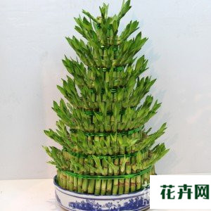 富贵竹的养殖方法和注意事项