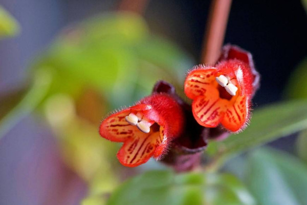 口红吊兰一年开几次花，从11月开到第二年6月(只开一次)