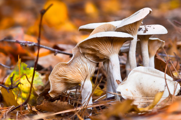 蘑菇种植技术，选择优质菌种一周就能长成蘑菇