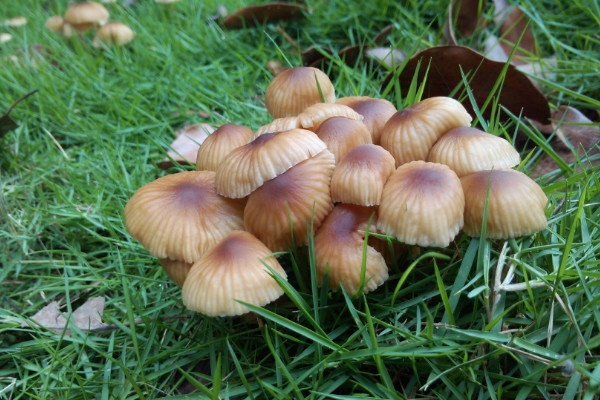 蘑菇种植技术，选择优质菌种一周就能长成蘑菇