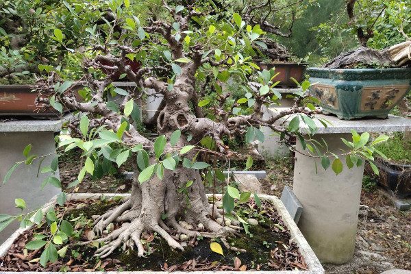 榕树的养殖方法和注意事项，保证修剪工作和优质通风性