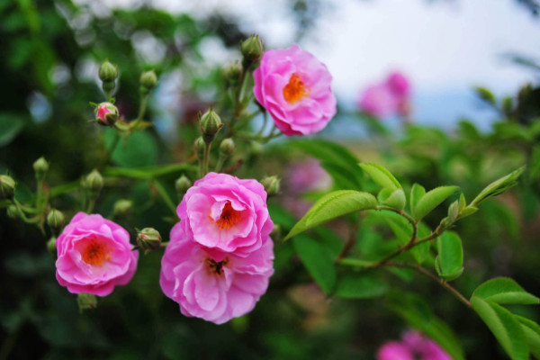 蔷薇种植方法及时间，一年四季任意时段都可栽培