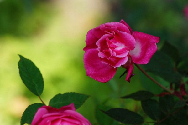 蔷薇种植方法及时间，一年四季任意时段都可栽培