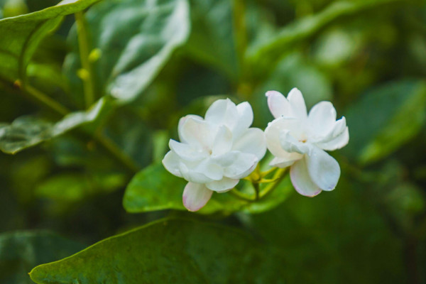 茉莉花怎么剪枝，修剪残花/徒长枝叶/病枝弱叶