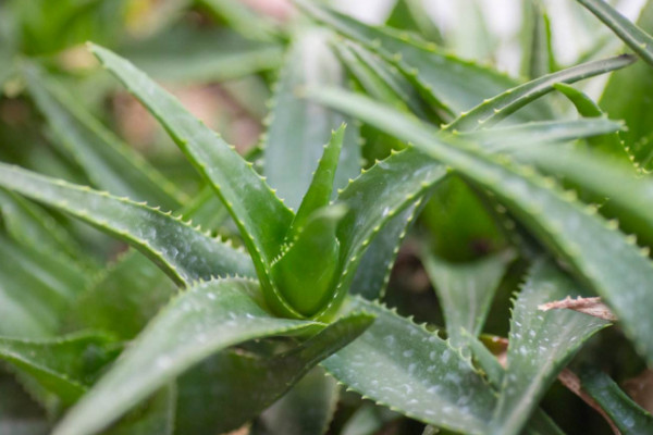 什么绿植除甲醛最好，吊兰被称为除甲醛之王