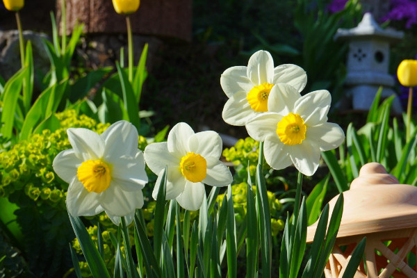 水仙花开完花后怎么处理,修剪残花沙藏球茎等