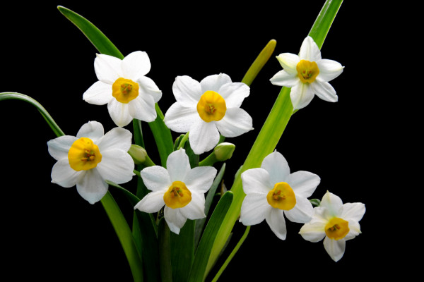 水仙花开完花后怎么处理,修剪残花沙藏球茎等