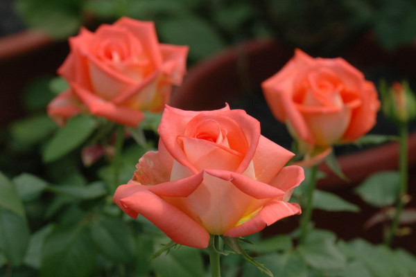 玫瑰与月季的区别，叶子/花朵/花茎具有差异