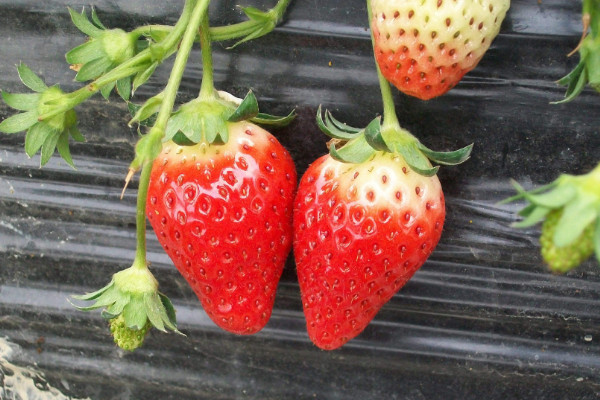 草莓种植技术，15~20℃温度下可使草莓丰收