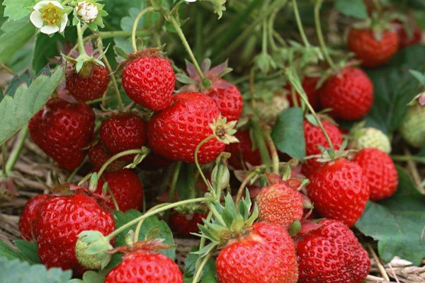草莓种植技术，15~20℃温度下可使草莓丰收