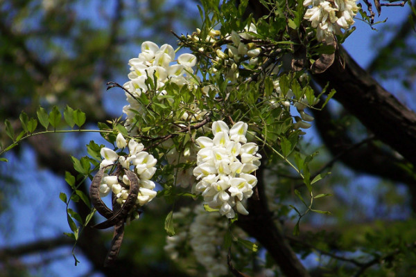 槐树花有毒吗，无毒且具有较高观赏性和药用价值