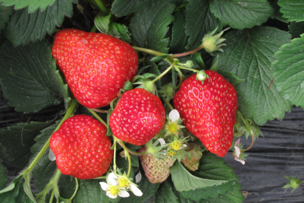 四季草莓一年结几次果，精心养护可全年结果