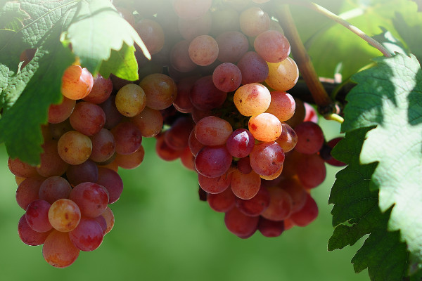 葡萄的种植方法，栽培土质营养肥沃是关键