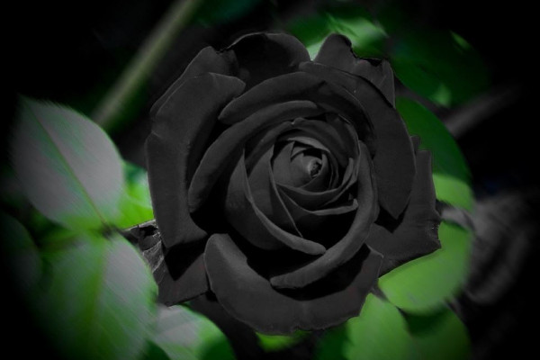 黑玫瑰花语是什么，神秘/地下情/恶魔/诅咒