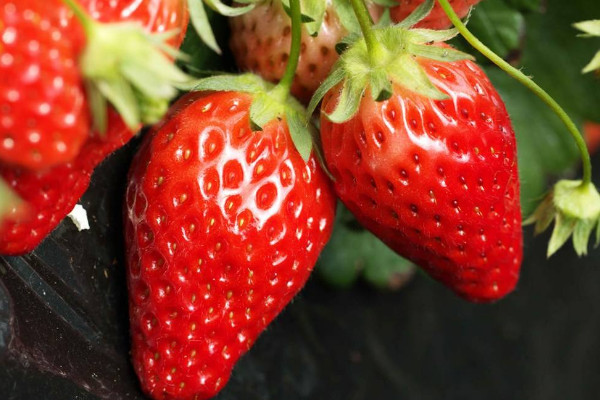 家庭草莓种植方法，光照充足结出的草莓个头大