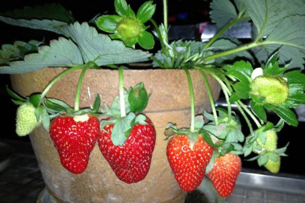 盆栽草莓怎么养殖方法，浇水浇足浇透保证盆土湿润