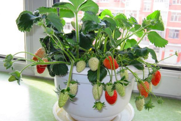 盆栽草莓怎么养殖方法，浇水浇足浇透保证盆土湿润
