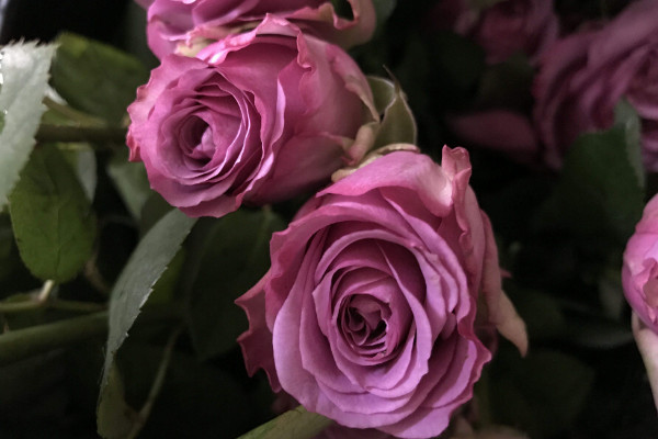 紫色玫瑰花语是什么，浪漫真情/忧郁感伤等