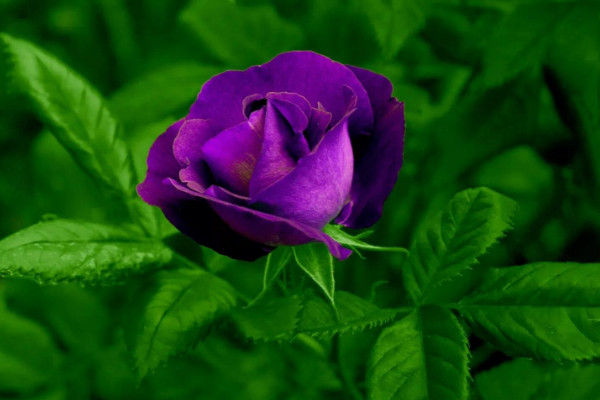 紫色玫瑰花语是什么，浪漫真情/忧郁感伤等