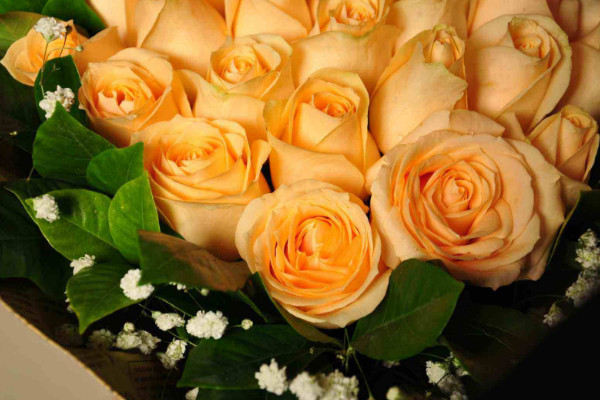 香槟玫瑰代表什么意思，爱上你是一生中最幸福的事