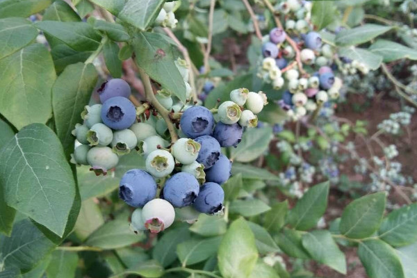蓝莓树怎么种，水分浇足浇透肥料稀释后再添加