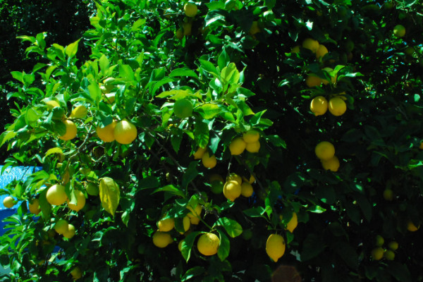 柠檬树叶子发黄怎么办，及时追肥/杀菌除虫等
