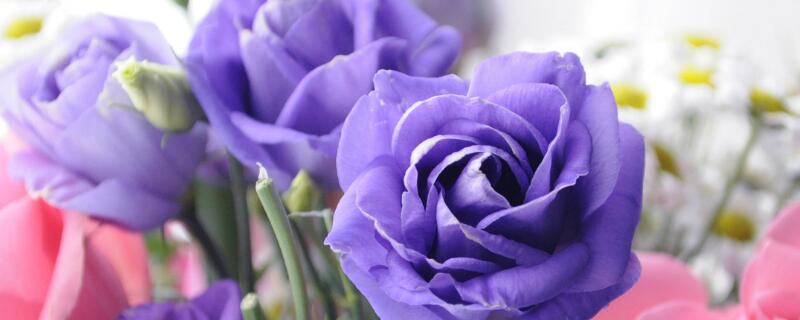 淡紫色玫瑰叫什么名字