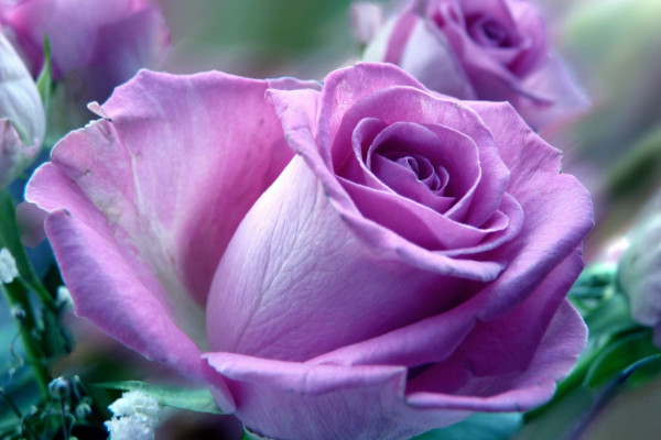 淡紫色玫瑰叫什么名字