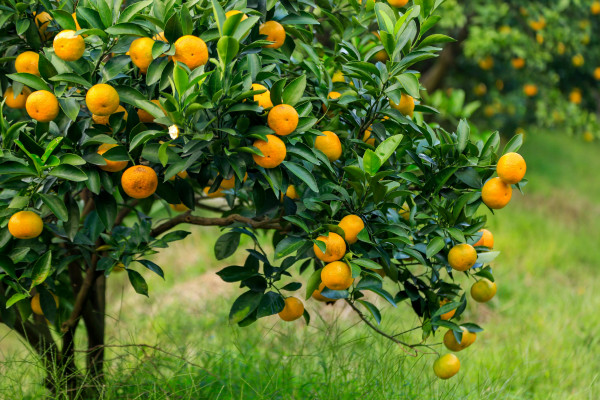 柑橘花期能用矿物油吗