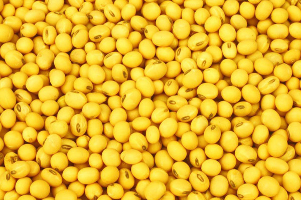 黄豆几月播种