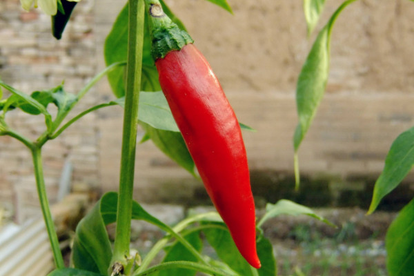 辣椒的生长周期
