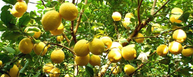 柠檬树盆栽种植方法