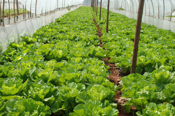 白菜种植技术，种植前先对土壤翻耕整地