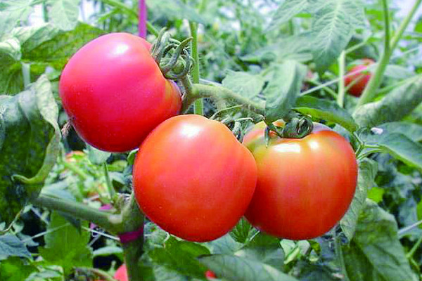 番茄种植技术