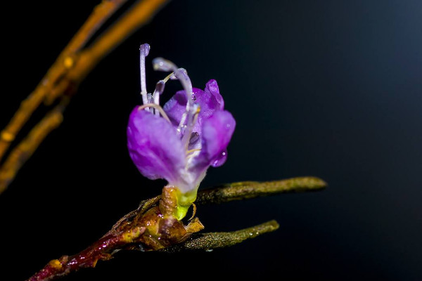 干枝杜鹃开完花是不是就死了