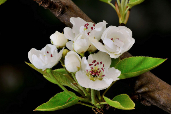 梨花的花语是什么象征