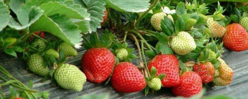 草莓苗能晒太阳吗