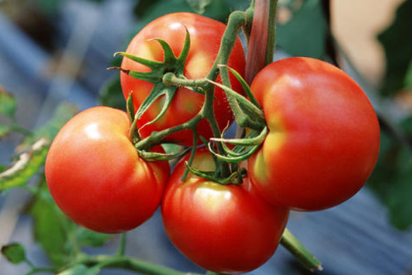 西红柿管理方法