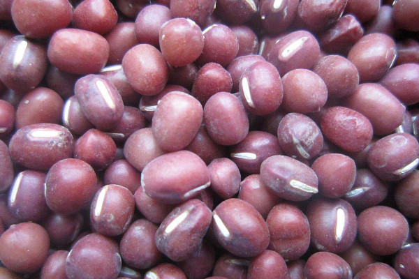 红小豆什么时候种