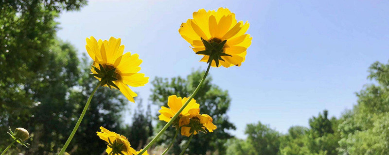 迷你金鸡菊怎么养殖